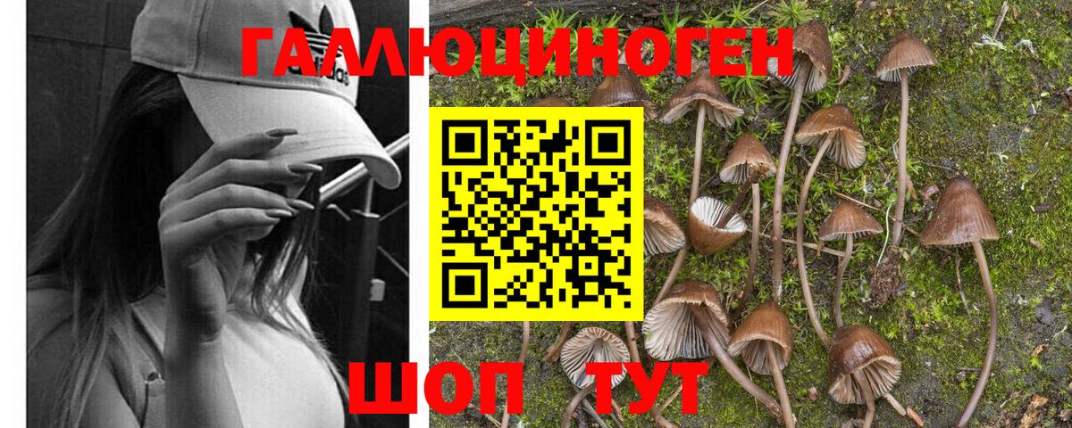 Муром  купить  цена  Вход с VPN  Галлюциногенные грибы Psilocybine cubensis 